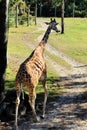 Beautiful Giraffe Walks Away With Her Tongue Out