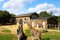 London zoo england Royalty Free Stock Photo