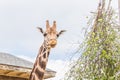 London zoo england Royalty Free Stock Photo