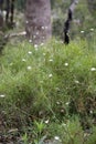 Beautiful Giraween National Park Royalty Free Stock Photo