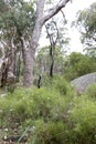 Beautiful Giraween National Park Royalty Free Stock Photo