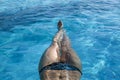 Beautiful girl body above the surface of the water in the pool, young woman relaxing in the pool - top view Royalty Free Stock Photo