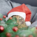 A beautiful lady cat in a Santa hat lies on a gray pillow. Focus on the eyes. Sost focus Royalty Free Stock Photo