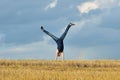 Beautiful girl doing a handstand in a meadow Royalty Free Stock Photo