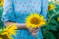 Beautiful girl in dress holds sunflower in field Royalty Free Stock Photo