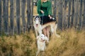 Beautiful girl in a dress on nature with Russian greyhound dogs 1