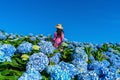 Beautiful girl enjoying blooming blue hydrangeas flowers in garden