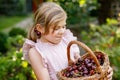 Beautiful girl in the garden. Happy girl with cherries. Preschol child with basket full of ripe berries and fun cherry Royalty Free Stock Photo