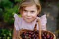 Beautiful girl in the garden. Happy girl with cherries. Preschol child with basket full of ripe berries and fun cherry Royalty Free Stock Photo