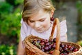 Beautiful girl in the garden. Happy girl with cherries. Preschol child with basket full of ripe berries and fun cherry Royalty Free Stock Photo
