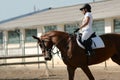 Beautiful girl and horse Royalty Free Stock Photo