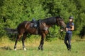 Beautiful girl leading her saddle horse in meadow Royalty Free Stock Photo