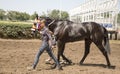 Beautiful girl leads the horse