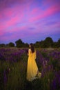 A girl in a long yellow dress against the background of a blooming purple lupine field and a sunset sky. Royalty Free Stock Photo