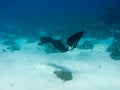 Beautiful girl with monofin swims above sea bottom