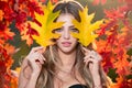 Beautiful girl outdoors in autumn fall. Young woman collects yellow fall leaves in autumn. Beauty woman holds autumn Royalty Free Stock Photo