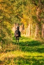 Beautiful girl riding a horse riding without a saddle in a autumn forest Royalty Free Stock Photo