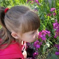 Beautiful Girl smells the flowers Royalty Free Stock Photo