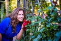 Beautiful girl smells the roses. Woman doing garden work sniffing at the roses at beautifully sunny day Royalty Free Stock Photo