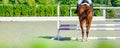 Beautiful girl on sorrel horse in jumping show, equestrian sports. Royalty Free Stock Photo