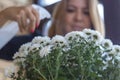 A beautiful girl sprays white chrysanthemum flowers from a spray gun in her room at home. Care of indoor plants. Royalty Free Stock Photo