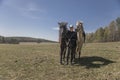 A beautiful girl stands and holds two horses. Royalty Free Stock Photo