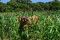 Mooing Jersey Cow in green field