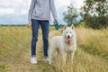 Beautiful girl with white dog, teenager walking with husky pet