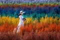 Beautiful girl in white dress sitting in Cutter rainbow flowers fields, Chiang Mai Royalty Free Stock Photo