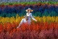 Beautiful girl in white dress sitting in Cutter rainbow flowers fields, Chiang Mai Royalty Free Stock Photo