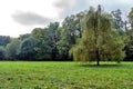 Beautiful glade in summer pine forest uder blue cloudy sky. Fir trees summer glade. Tranquil scene