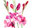 Beautiful Gladiole flowers Royalty Free Stock Photo