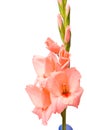 Beautiful gladiolus.