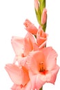 Beautiful Gladiolus.