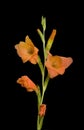 Beautiful gladiolus flower over black