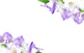 Beautiful gladiolus flowers isolated on white background. Frame violet violet flower