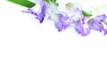 Beautiful gladiolus flowers isolated on white background. Frame violet violet flower