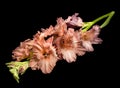 Beautiful gladiolus over black