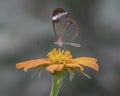 Beautiful Glasswing Butterfly Greta oto on a beautiful orange flower Gerbera in a summer garden.