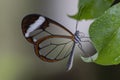 Beautiful Glasswing Butterfly Greta oto on a leaf with raindrops in a summer garden. In the amazone rainforest in South America.