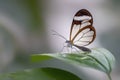 Beautiful Glasswing Butterfly Greta oto on a leaf with raindrops in a summer garden. In the amazone rainforest in South America.