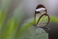 Beautiful Glasswing Butterfly Greta oto on a leaf with raindrops in a summer garden. In the amazone rainforest in South America.