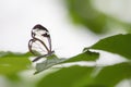 Beautiful Glasswing Butterfly Greta oto on a leaf in a summer garden.