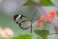 Beautiful Glasswing Butterfly Greta oto in a summer garden on a red flower. In the amazone rainforest in South America. Presious Royalty Free Stock Photo