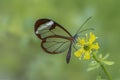 Beautiful Glasswing Butterfly Greta oto in a summer garden on a yellow flower. In the amazone rainforest in South America. Presi