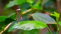 A beautiful glasswing butterfly in macro closeup, tropical insect specie from south America