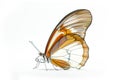 Beautiful Glasswing Yellow butterfly isolated on a white background. Side view Royalty Free Stock Photo