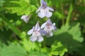 Beautiful glechoma flowers in the meadow, closeup