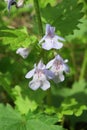 Beautiful glechoma flowers in the meadow, closeup