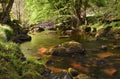 Beautiful glencree river flowing through magical landscape